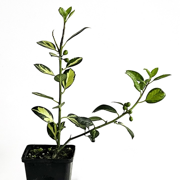 Planta naturala, Ilex aquifolium Gold Flush, 40 cm