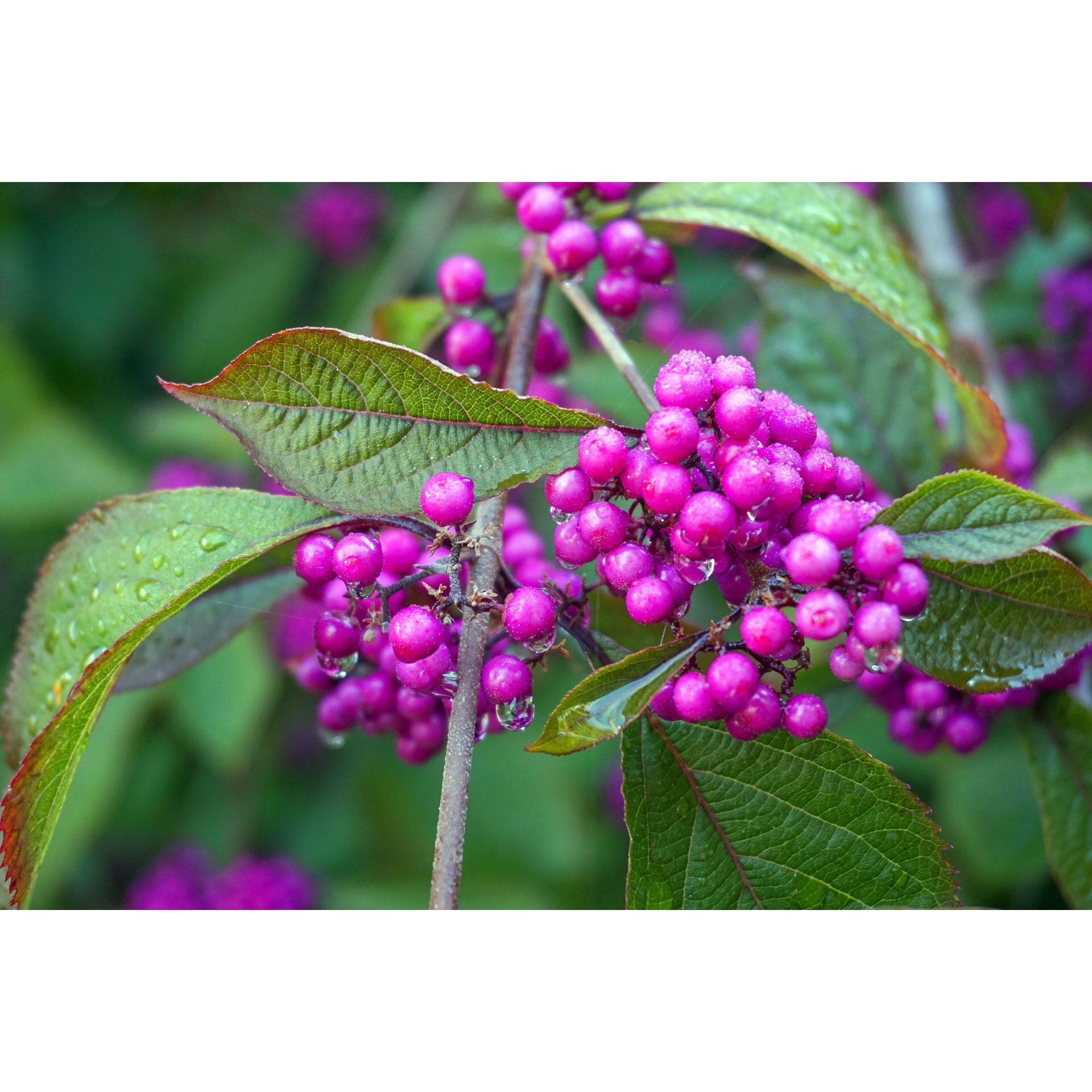 Callicarpa Bodinieri Var. Giraldii, Schönfrucht -  Produktbild-Vorschau 3