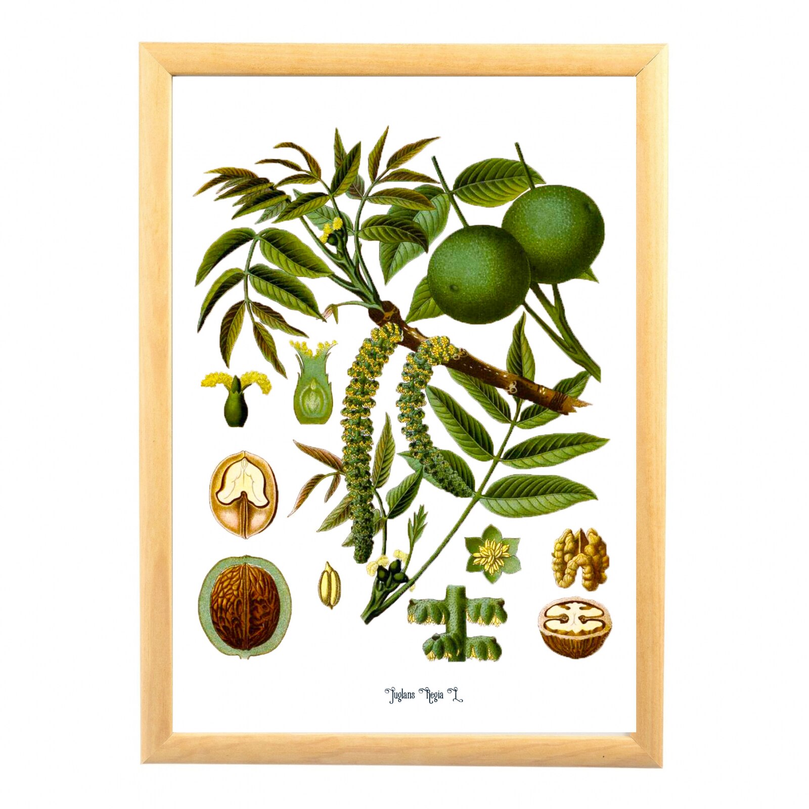 Tablou desen botanic clasic, Nuca, ilustratie vintage