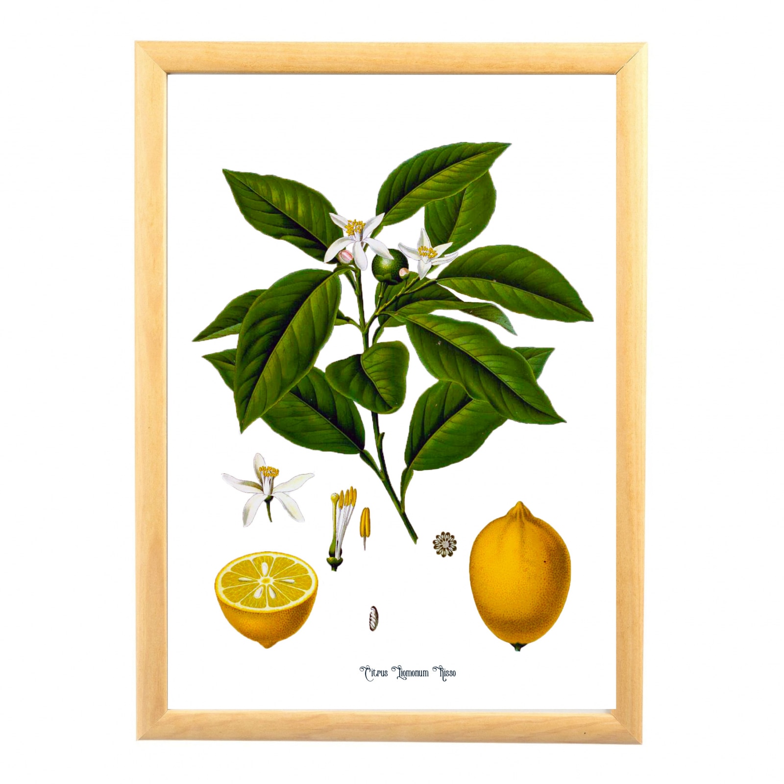 Tablou desen botanic clasic, Lamaie, ilustratie vintage