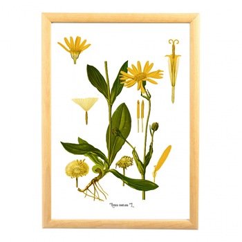 Tablou desen botanic clasic, Arnica, planta medicinala, ilustratie vintage Tablou desen botanic clasic, Arnica, planta medicinala, ilustratie vintage