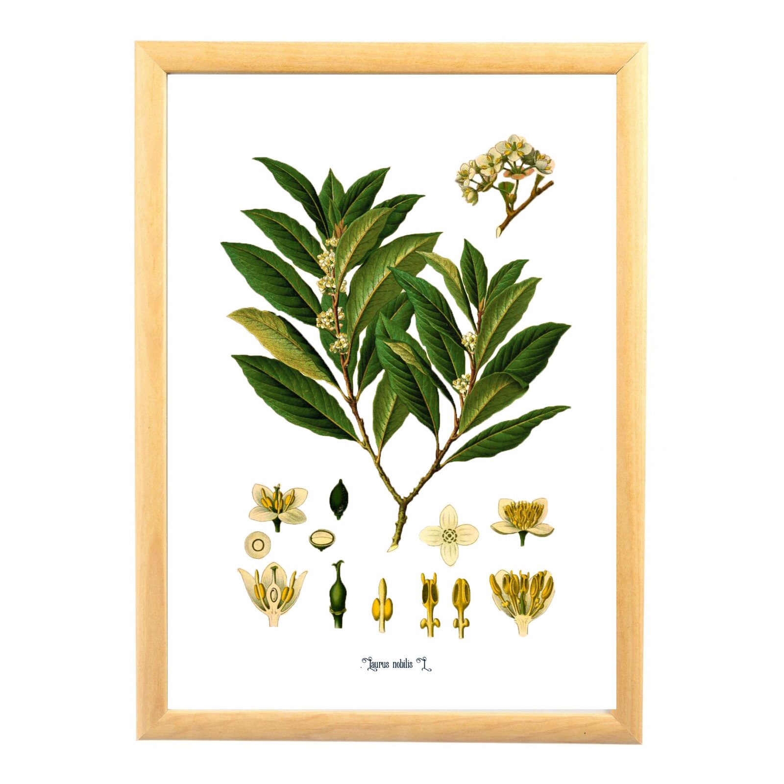 Tablou desen botanic clasic, Laur, Dafin, 24x33 cm