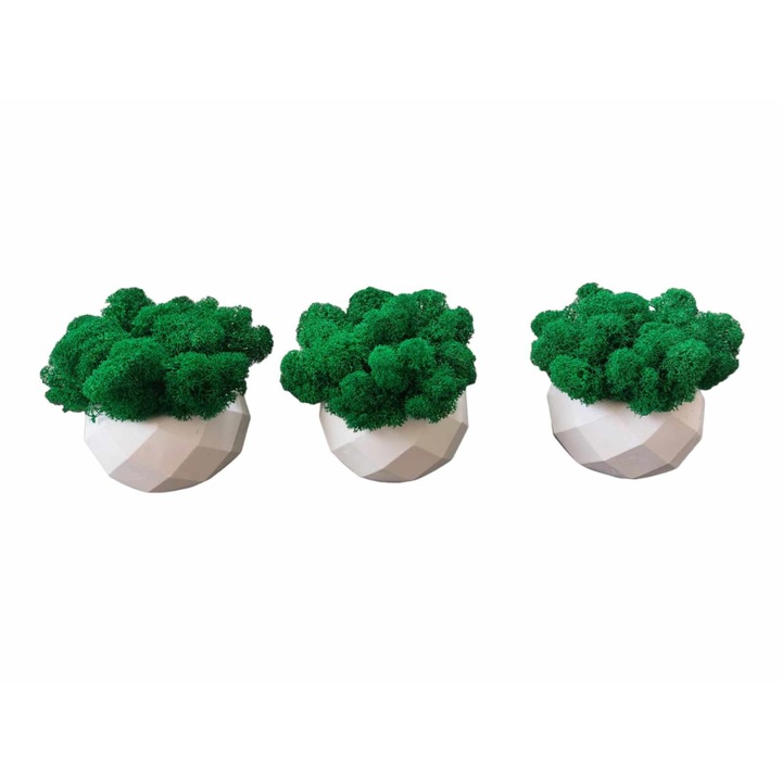 Aranjament floral, cu licheni stabilizati Premium, set 3 buc, H10 cm, alb