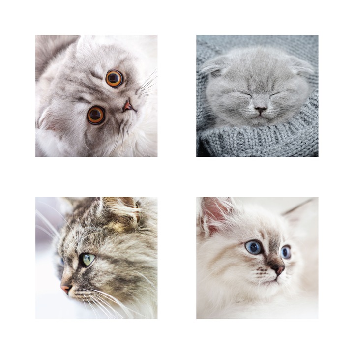 Set de 4 tablouri Pisicute