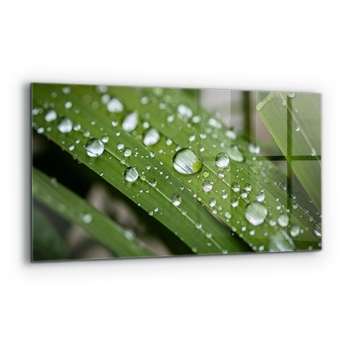 Dekoratív panel, Wallfluent, Üveg, Harmatcseppek Füvön, Többszínű, 100x50 cm, 010010510010000077234