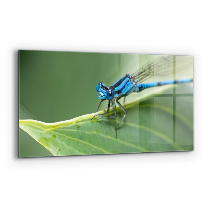 Dekoratív panel, Wallfluent, Üveg, Szitakötő levélen, Többszínű, 140x70 cm, 010010510080000077303