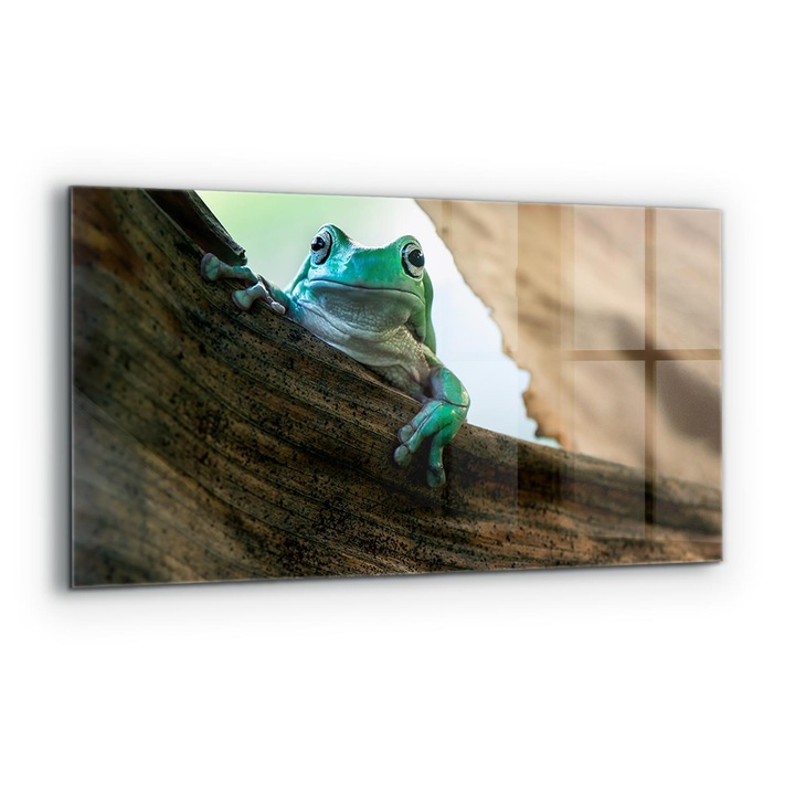 Dekoratív panel, Wallfluent, Üveg, Kíváncsi Béka Levélen, Többszínű, 140x70 cm, 010010510080000077297