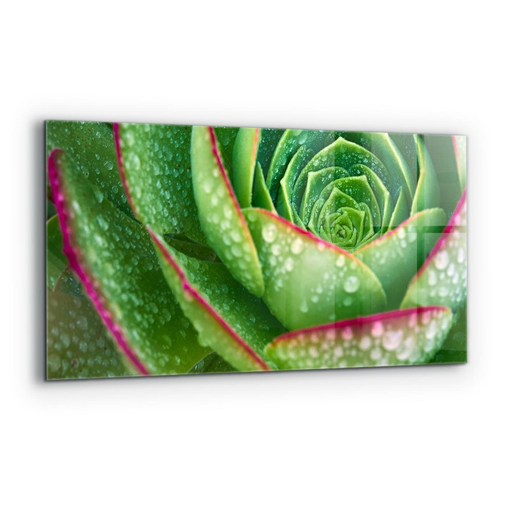 Dekoratív panel, Wallfluent, Üveg, Zöld kerti pozsgások, Többszínű, 140x70 cm, 010010510080000077265