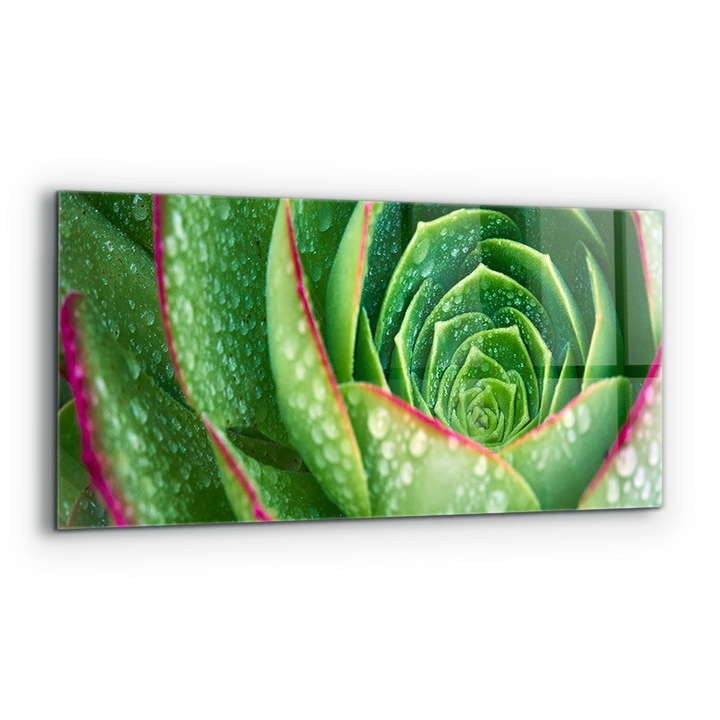 Dekoratív panel, Wallfluent, Üveg, Zöld kerti pozsgások, Többszínű, 125x50 cm, 010010510070000077265