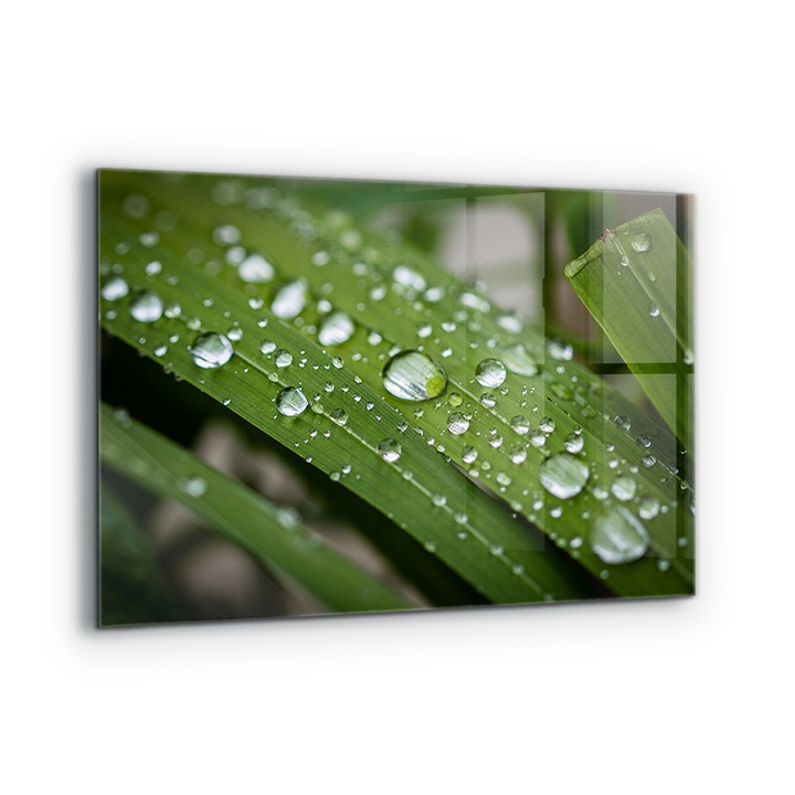 Dekoratív panel, Wallfluent, Üveg, Harmatcseppek Füvön, Többszínű, 100x70 cm, 010010510030000077234