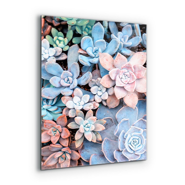 Dekoratív panel, Wallfluent, Üveg, Színes pozsgások, Többszínű, 60x80 cm, 010010510140000077278