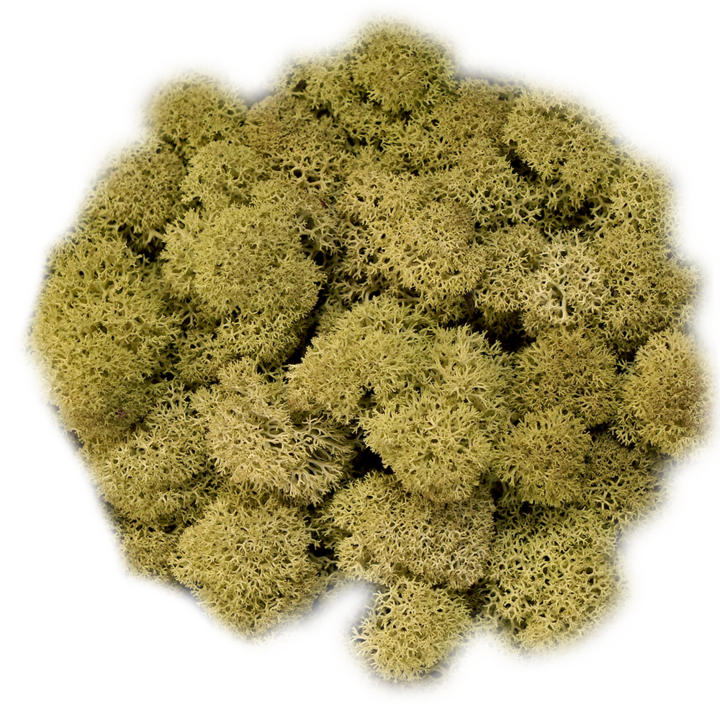 Скандинавски мъх OLIVE, 0.5 kg