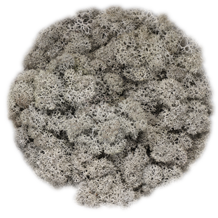Скандинавски мъх SILVER GREY, 0.5 kg