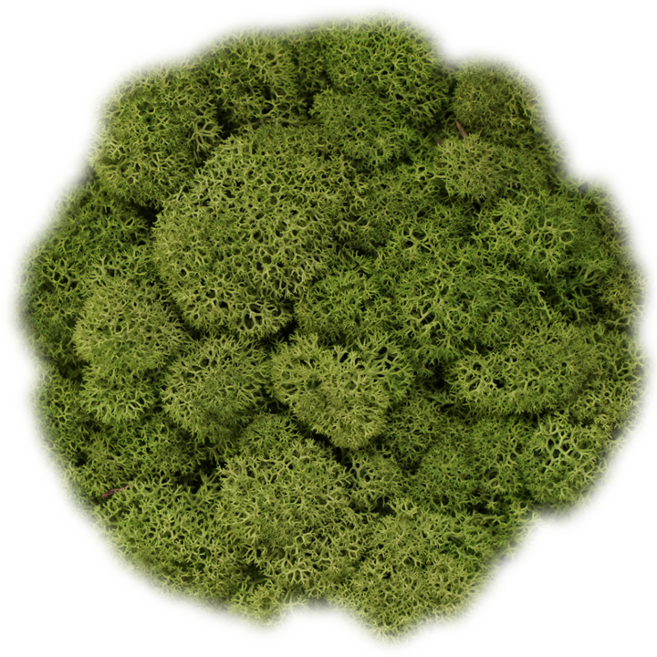 Скандинавски мъх MEDIUM GREEN, 0.5 kg