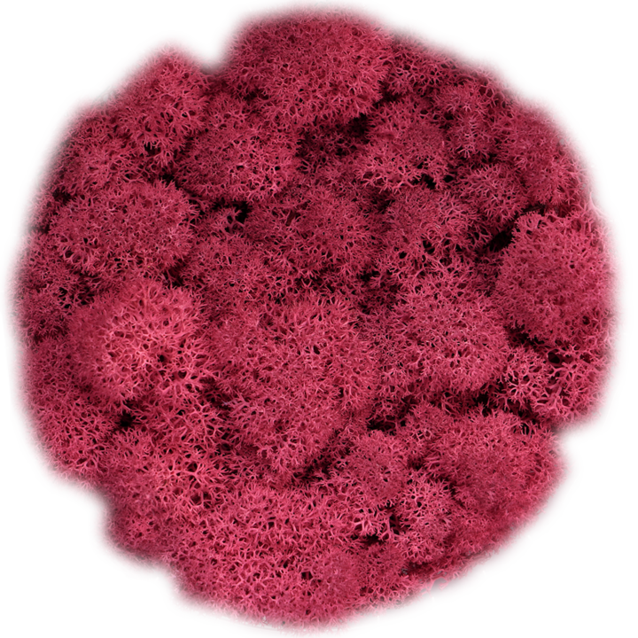 Скандинавски мъх FUCHSIA, 0.5 kg