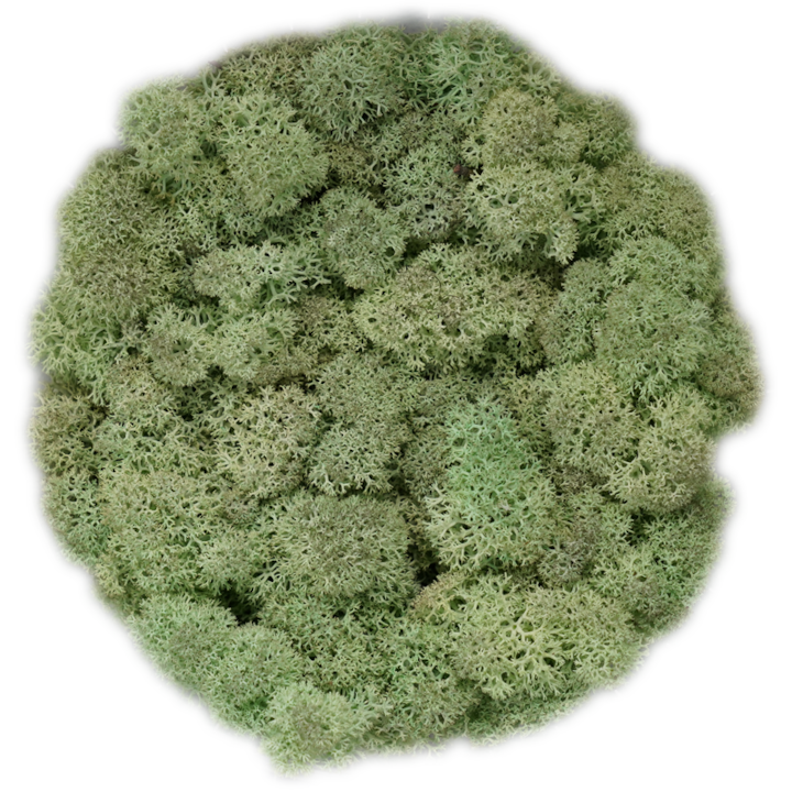 Скандинавски мъх MIND GREEN, 0.5 kg