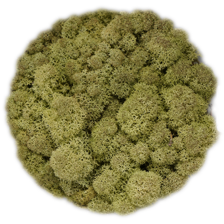 Скандинавски мъх OLD SPRING, 0.5 kg