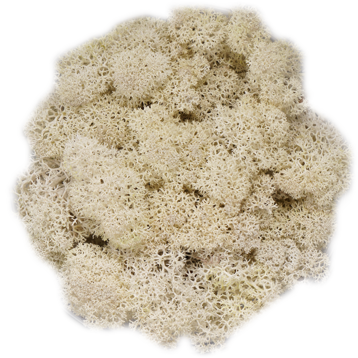 Скандинавски мъх NATURAL, 0.5 kg