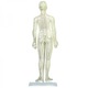 Mulaj educativ, acupunctura, femeie, inaltime 48 cm, cu suport din plastic