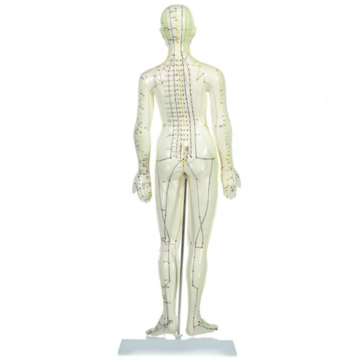 Mulaj educativ, acupunctura, femeie, inaltime 48 cm, cu suport din plastic