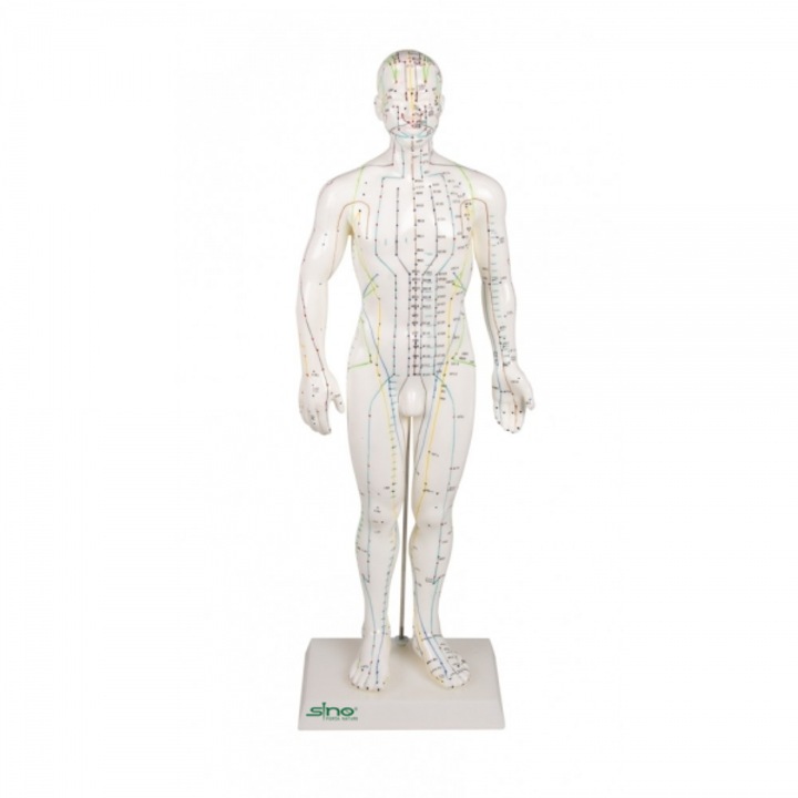 Mulaj educativ, acupunctura, barbat, 60 cm, cu suport din plastic
