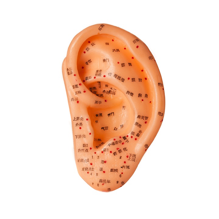 Mulaj educativ, pentru acupunctura, model ureche, inaltime 13 cm
