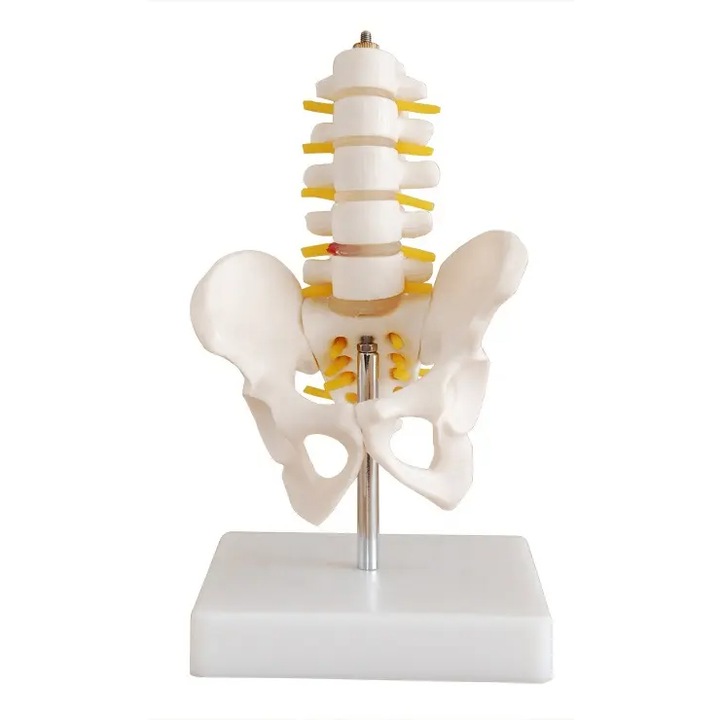Model educativ, pelvis cu 5 vertebre lombare, mic, cu suport din plastic
