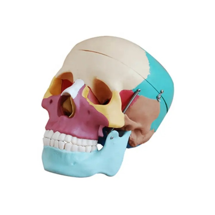 Model educativ, craniu uman, sectionat in culori, mandibula mobila, 3 dinti detasabili