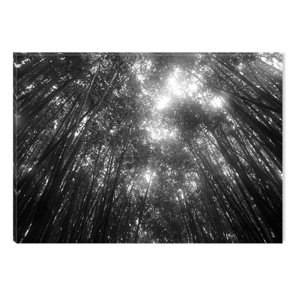 Tablou Alb-Negru Abstract Startonight, Lumina padurii, luminos in intuneric, 80 x 120 cm