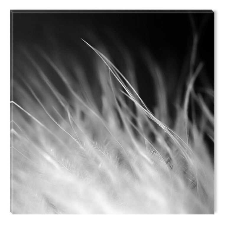 Tablou Alb-Negru Abstract Startonight, Pene albe, luminos in intuneric, 80 x 80 cm