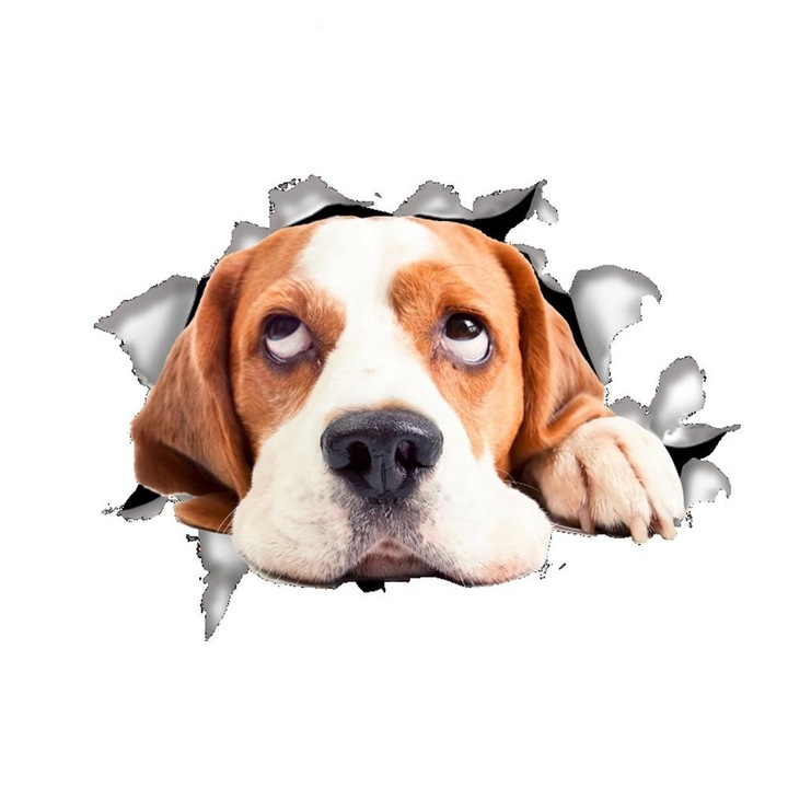 Dekoratív matrica otthonra vagy autóra, Beagle Dog, 17 x 22 cm, Prémium, CBD CORAL LEGJOBB AJÁNLATOK