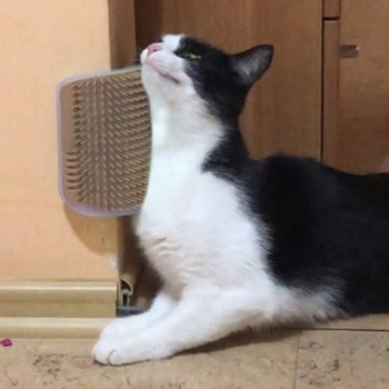 Perie pisici Pisica de perete sau colt pentru Masaj ingrijire si curatare de blana cu Iarba Matei Perie pisici Pisica de perete sau colt pentru Masaj ingrijire si curatare de blana cu Iarba Matei