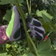 Ръкавици за градинарство, Jormftte, Естествена кожа/Полиестер, Многоцветни