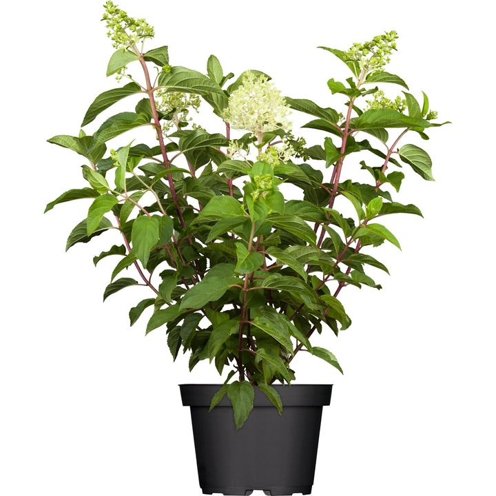 Hortensie Hydrangea Sundae Fraise 20-30 cm