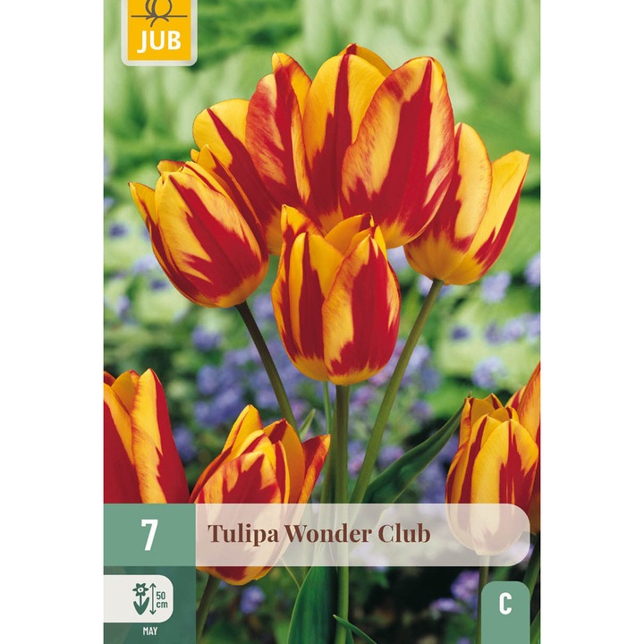 Bulbi, Lalele Multiflower Wonder Club, Jub Holland, 7 buc