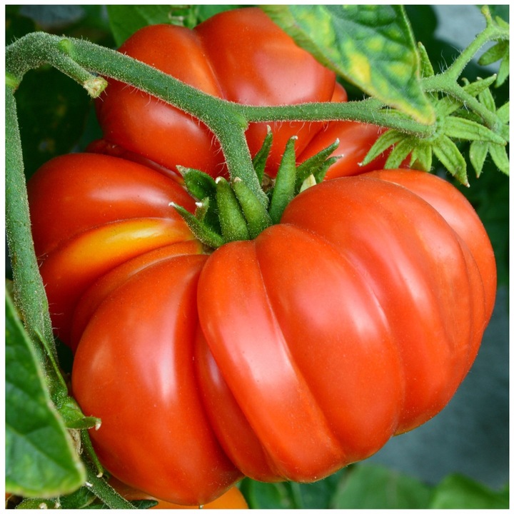 Seminte de tomate, Soi mediu timpuriu, Fructe de 150-170 g, Culoare rosu intens, Maroniu, Artizanat de precizie