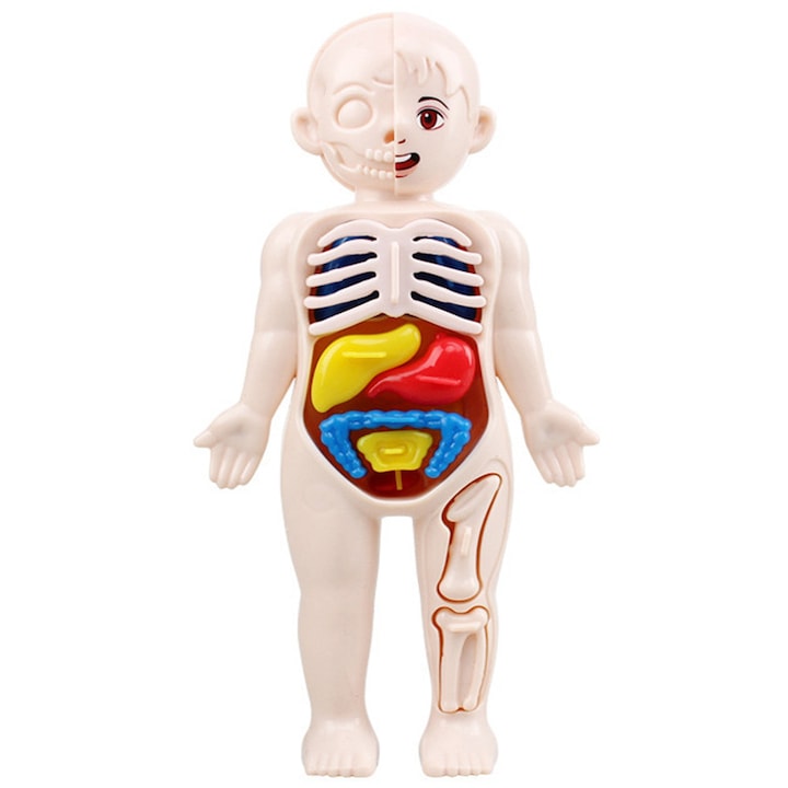 14 emberi szervből álló készlet, barkácsszerelvény, MorFansi, oktatási anatómiai játék, 3 év felett