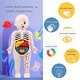 Set de 14 Organe Umane Modelul Asamblare DIY, MorFansi, educativa anatomie Jucarie, 3 ani+