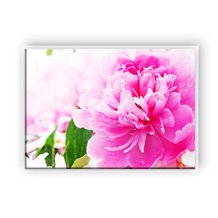 Tablou Canvas, Bujor Inflorit, Rama Alba, A3,32x42 cm