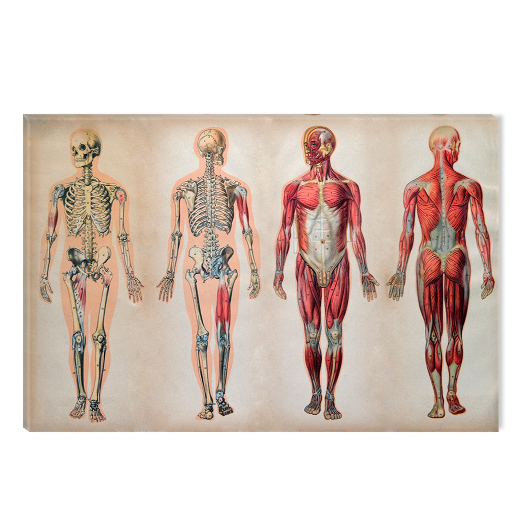 Tablou DualView Startonight Anatomie II, luminos in intuneric, 60 x 90 cm