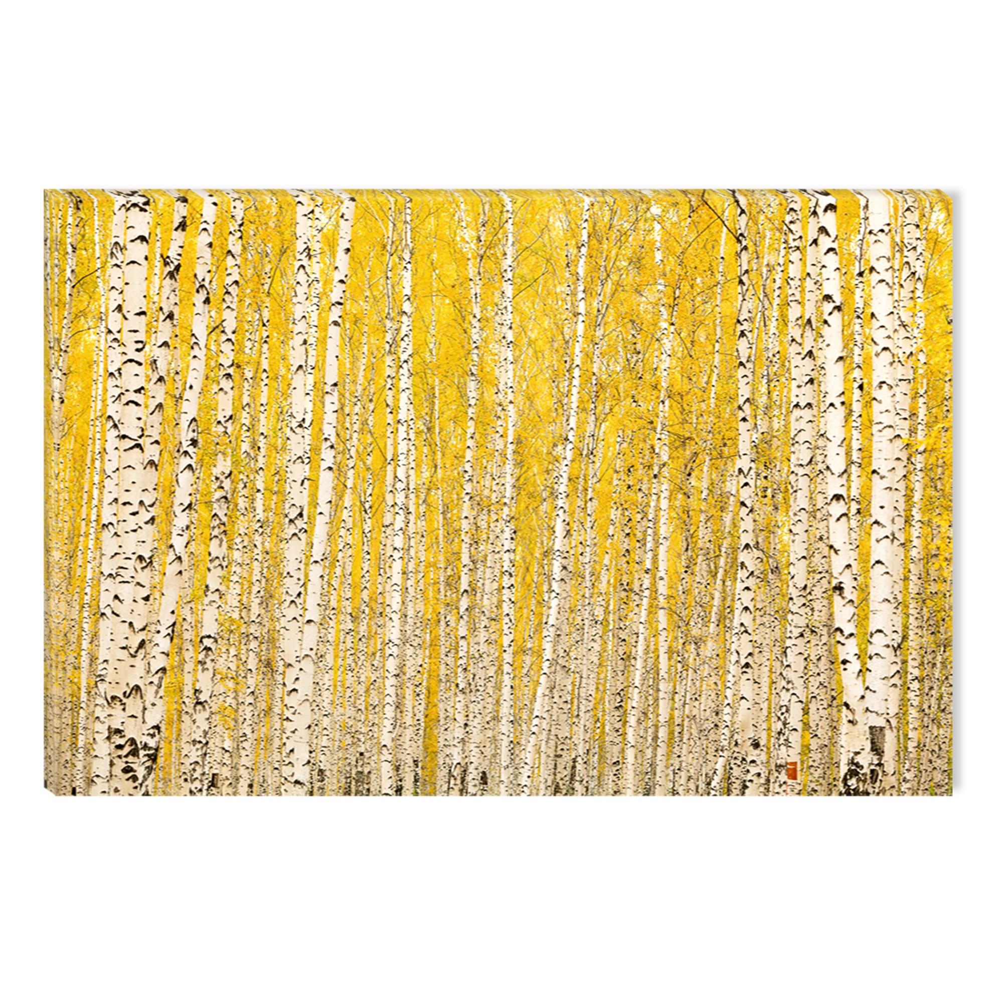 Tablou DualView Startonight Mesteceni galbeni, luminos in intuneric, 80 x 120 cm