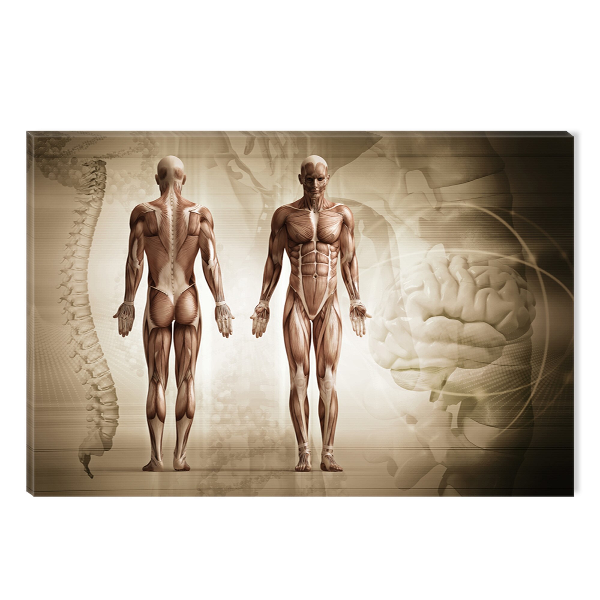 Tablou DualView Startonight Anatomie, luminos in intuneric, 60 x 90 cm