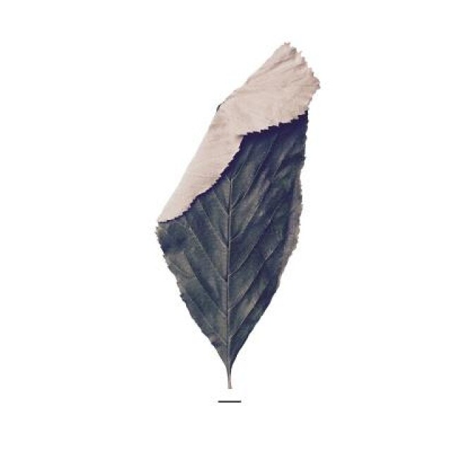 El Gesto, Hernan Quipildor (Author)