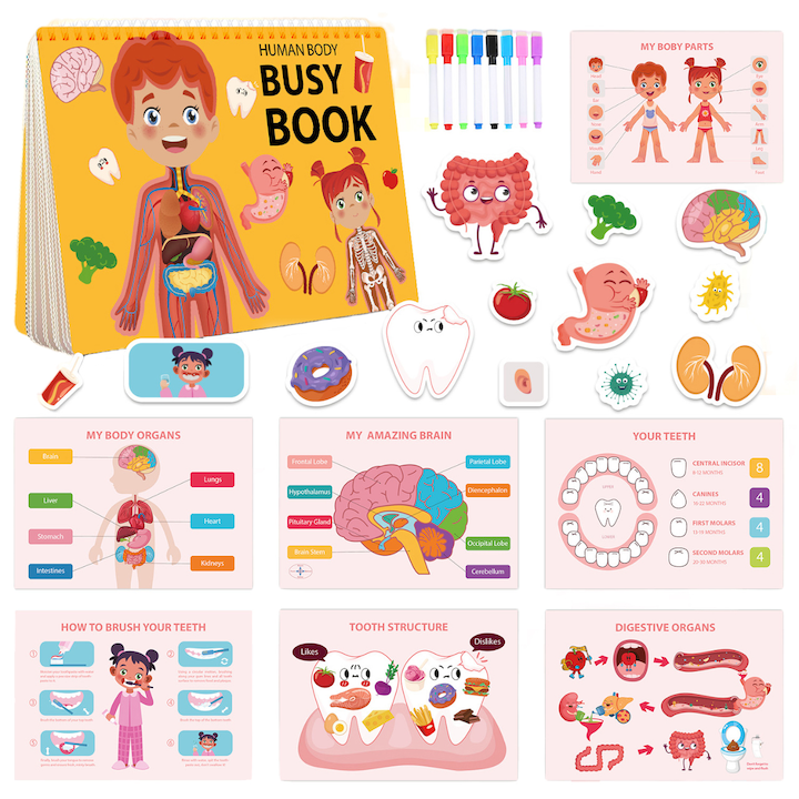 Set educativ Montessori, carte cu activitati prescolare pentru copii, MorFansi, anatomie, 3 ani+, Multicolor