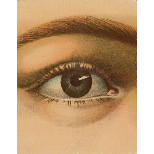 John Derian Picture Book, John Derian (Author)