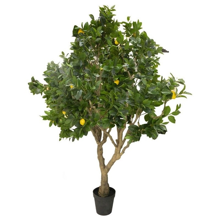 Dísznövény, Citrom, H 250 x 200 x 200 cm
