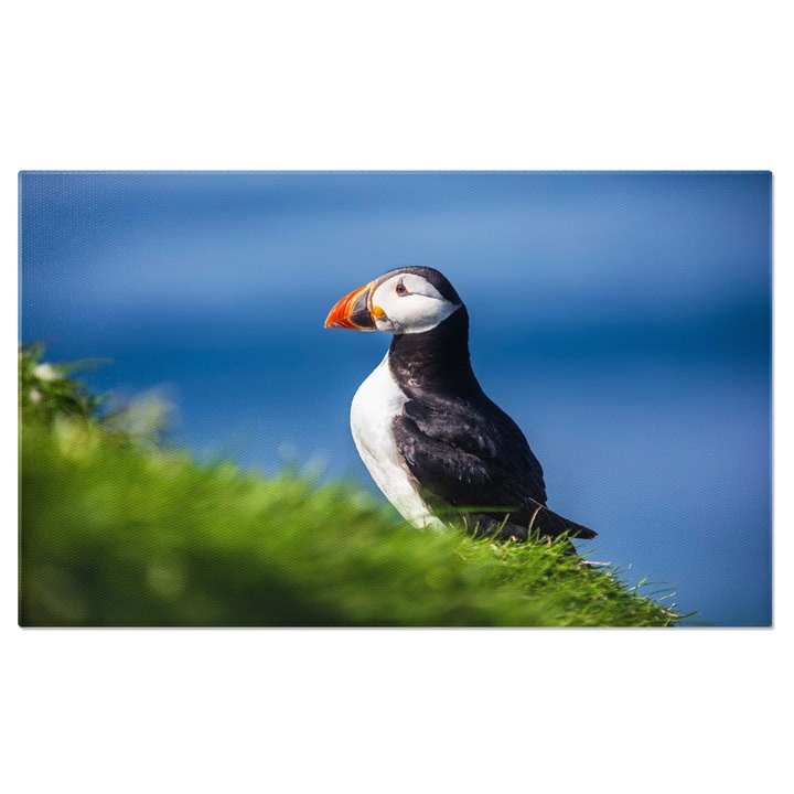 Tablou canvas cu pasare, papagal de mare, verdeata, animal, multicolor 140x90