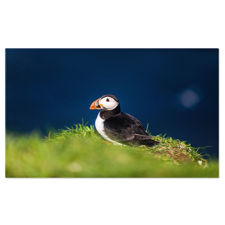 Tablou canvas cu papagal de mare, puffin, verdeata, pasare, multicolor 140x90