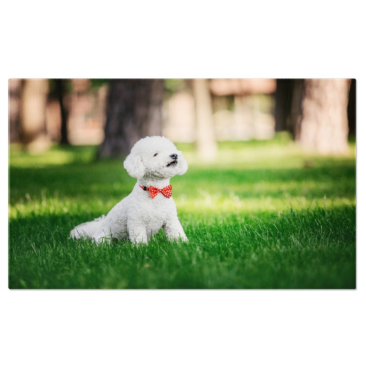 Tablou canvas cu catel, papion, buline, gazon, natura, lumina naturala, multicolor 40x25