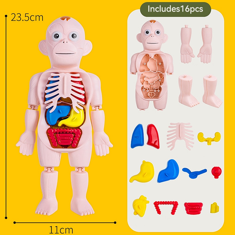 Set de 17 organe umane Modelul, Yefound®, asamblare DIY Kituri de